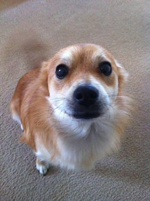 Gold Coast Pet Minding