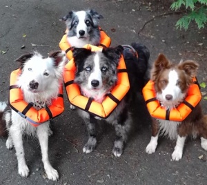 4dogs
