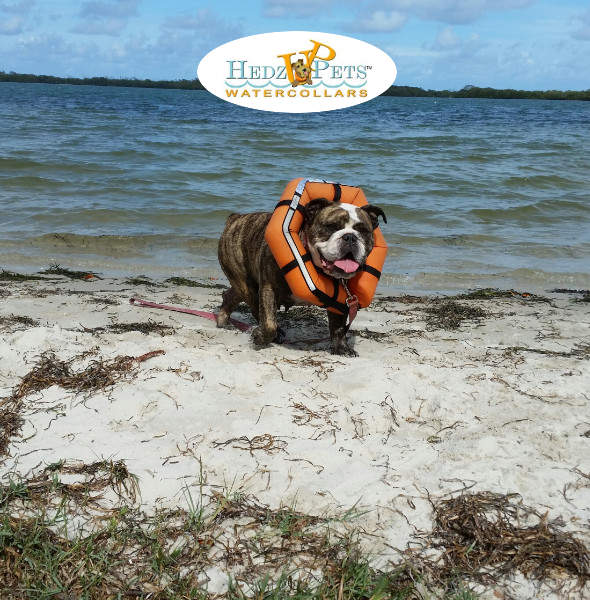 Dog Bouyancy Vest
