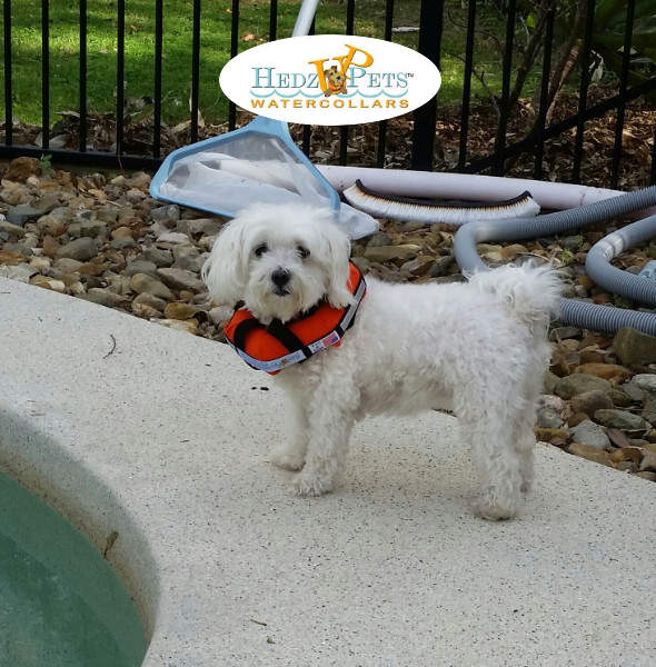 Dog Bouyancy Vest