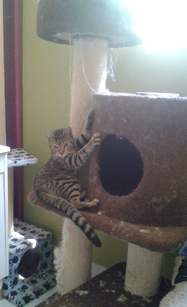 Gold Coast Cattery