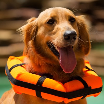 life savers for pets