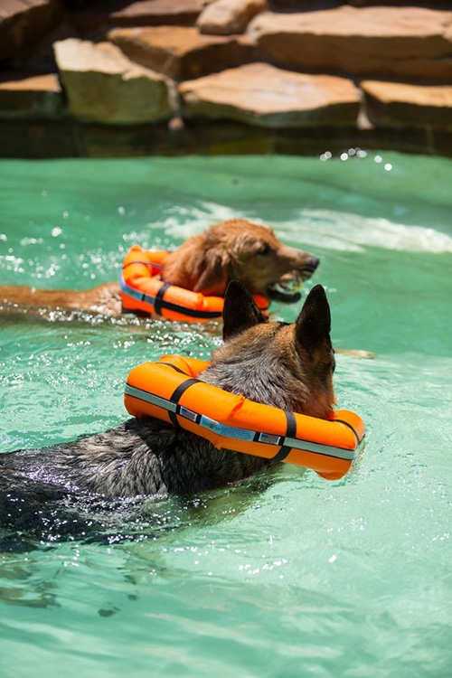 Dogs with Floatation collars